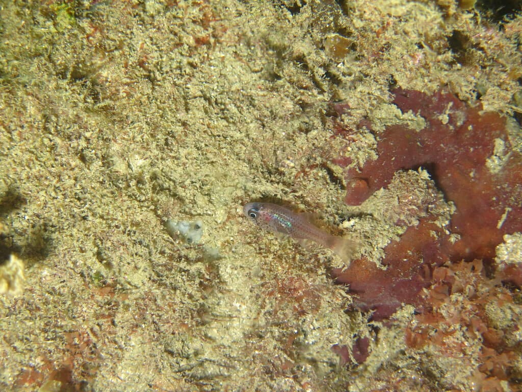 Dusky Cardinalfish in a marine aquarium