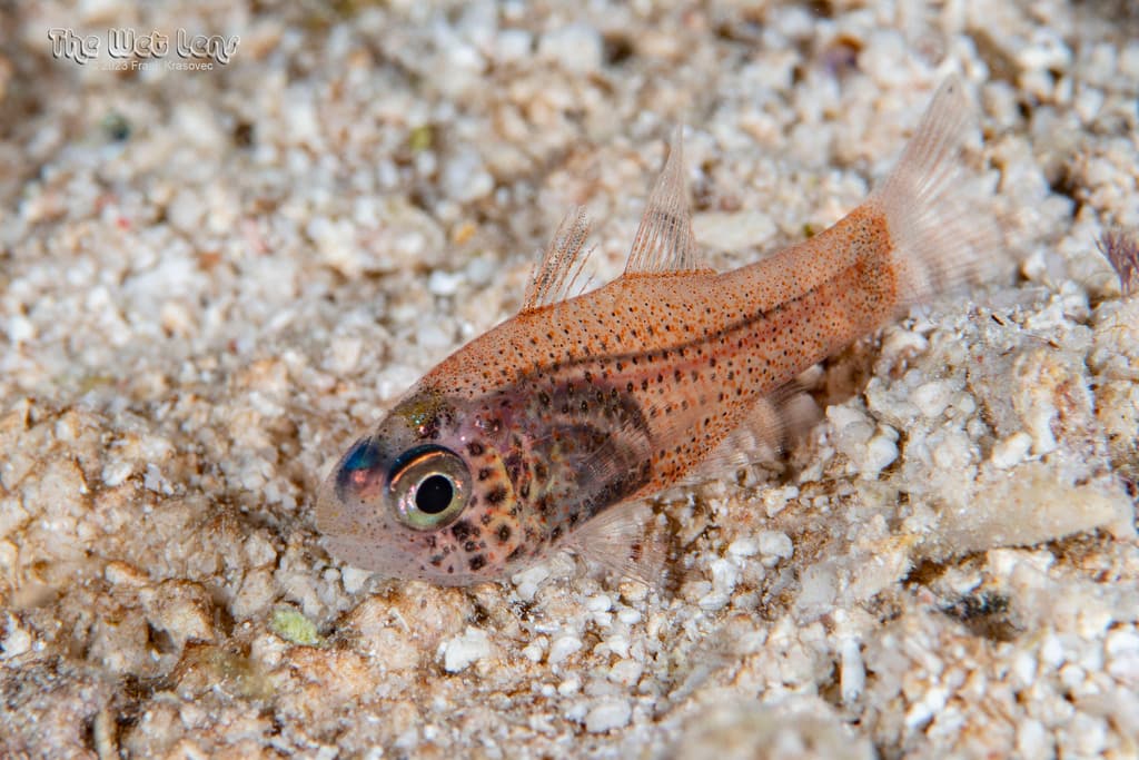 Dusky Cardinalfish in a marine aquarium
