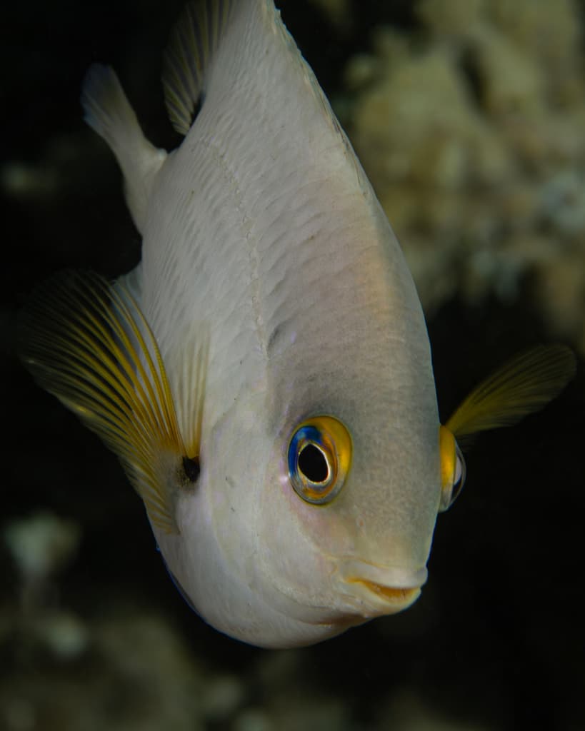 Dusky Damselfish in a marine aquarium