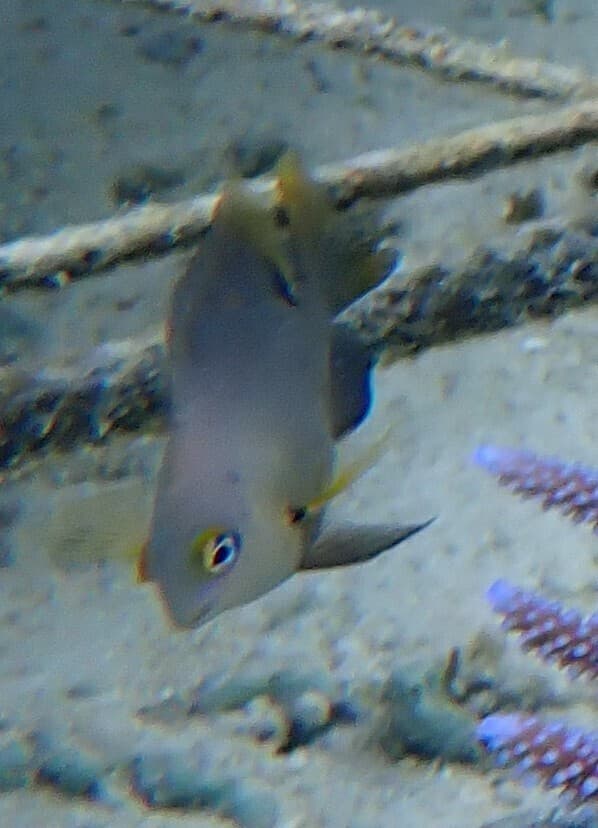 Dusky Damselfish in a marine aquarium
