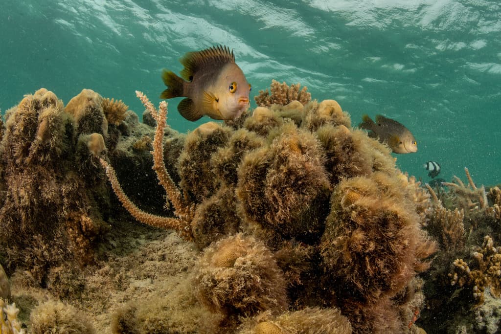 Dusky Damselfish in a marine aquarium