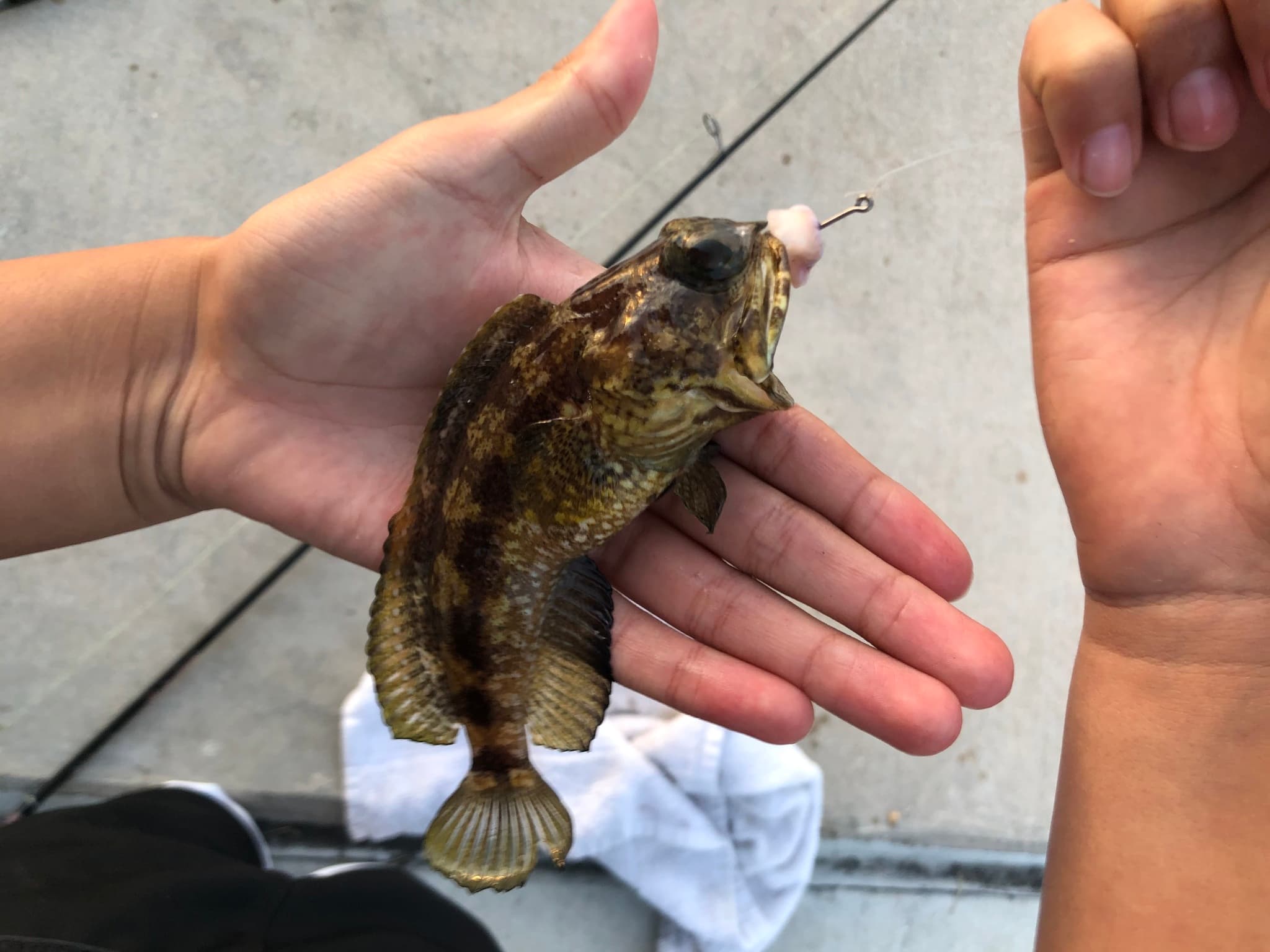 Dusky Jawfish in a marine aquarium