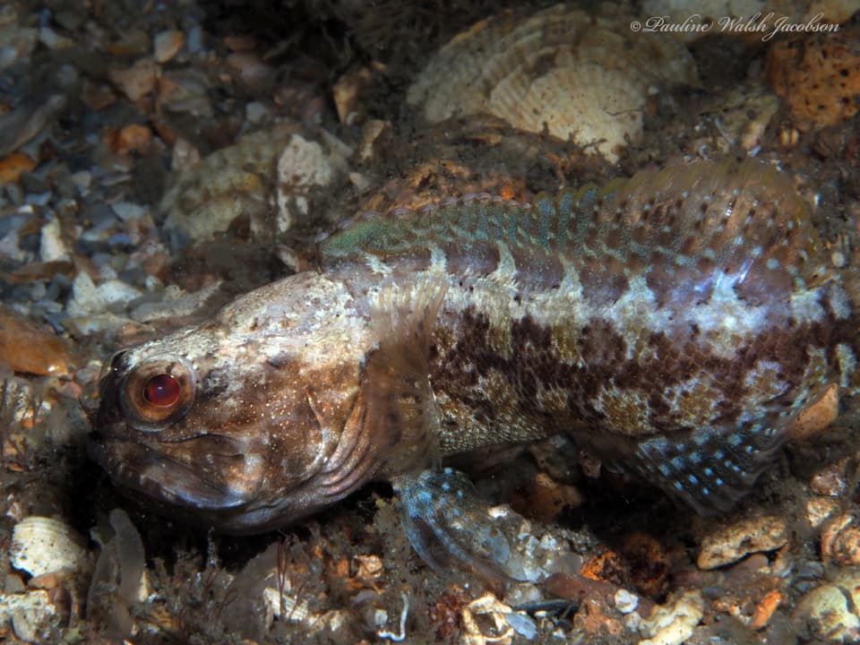 Dusky Jawfish in a marine aquarium
