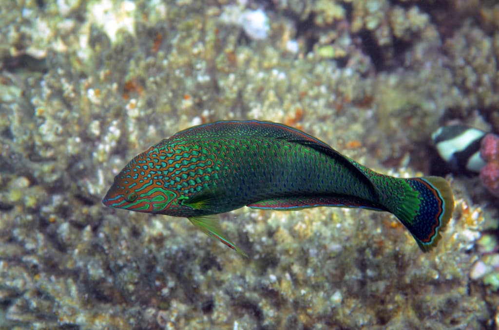 Dusky Wrasse in a marine aquarium