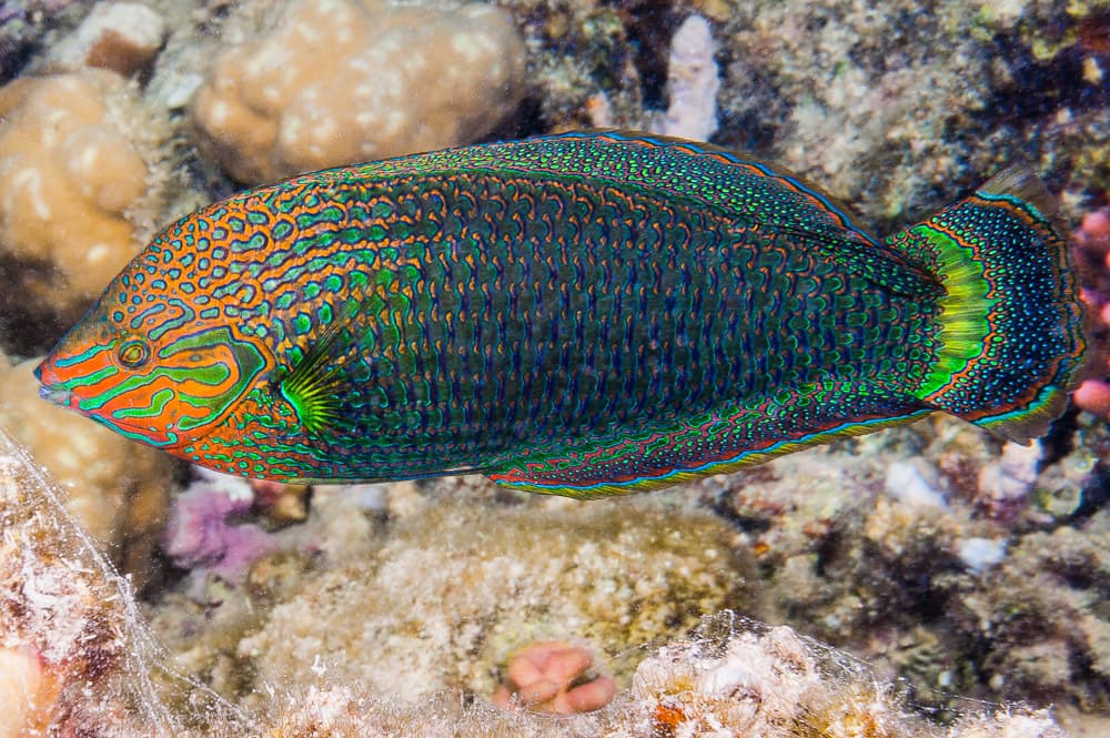 Dusky Wrasse in a marine aquarium