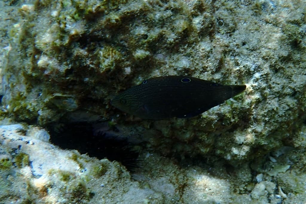 Dusky Wrasse in a marine aquarium