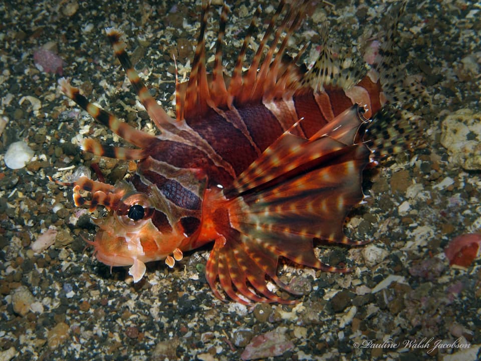 Dwarf Lionfish perching on rock