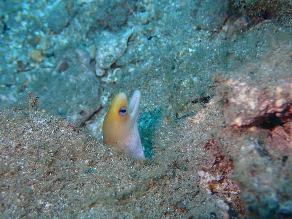Dwarf Moray Eel in a marine aquarium