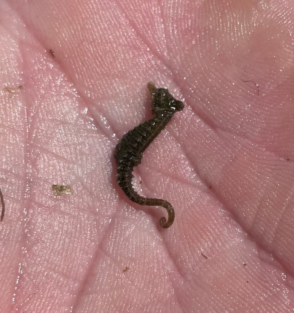 Dwarf Seahorse among seagrass in its natural habitat