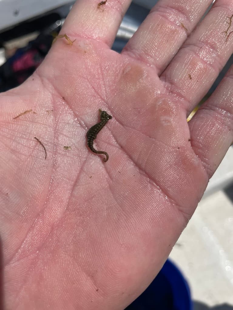 Tiny Dwarf Seahorse showing characteristic horse-shaped profile