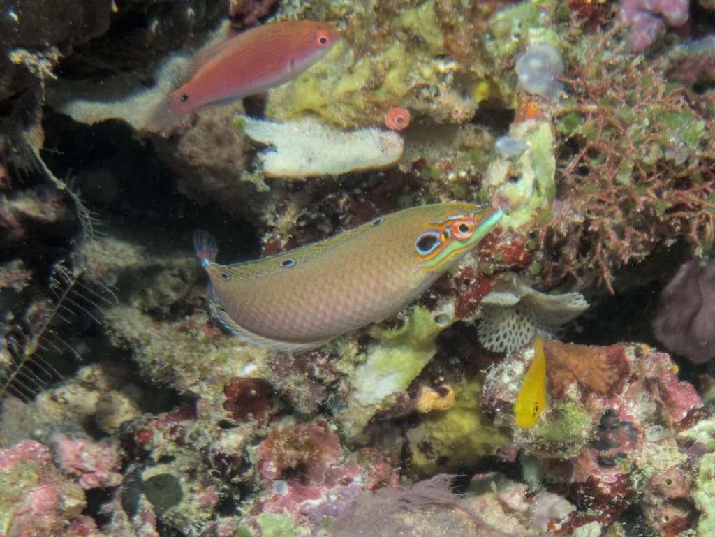 Earmuff Wrasse in a marine aquarium