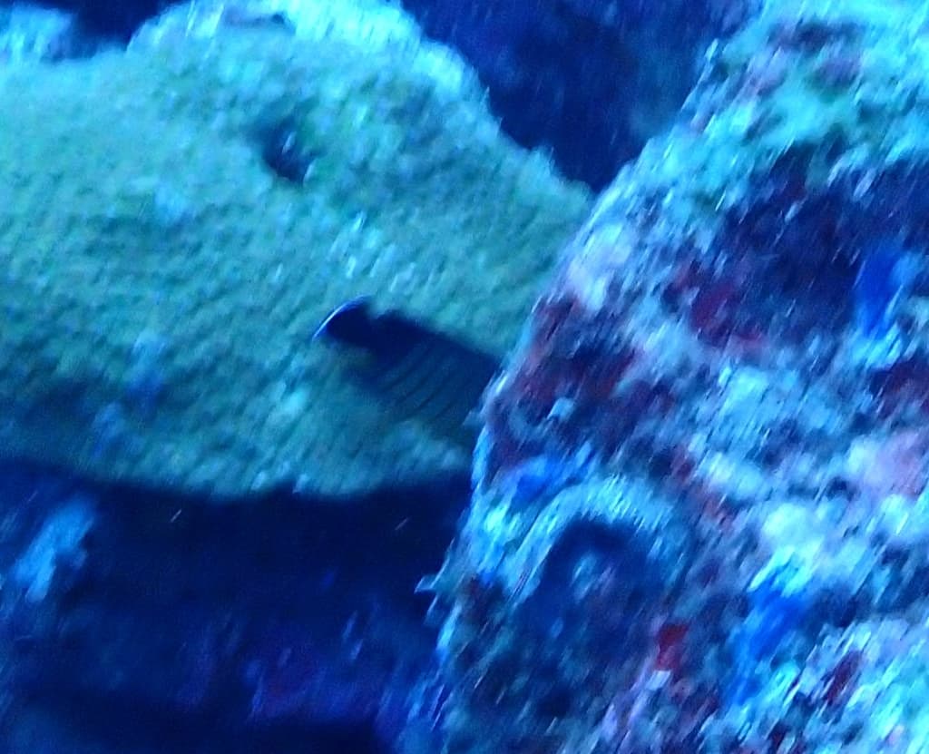 Eibli Angelfish in a marine aquarium