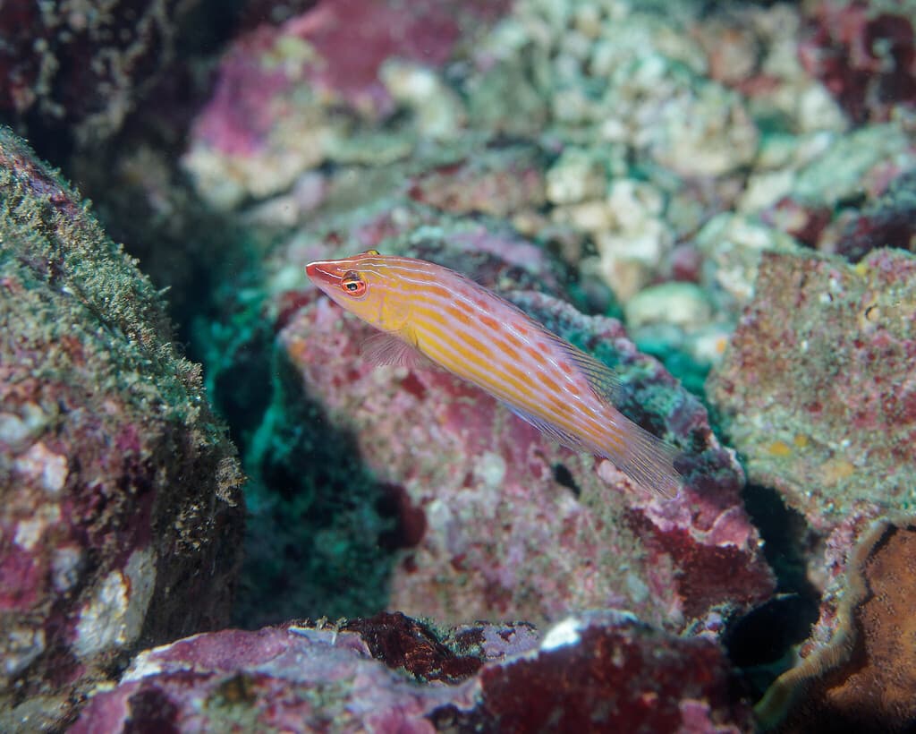 Eight-Line Wrasse in a marine aquarium