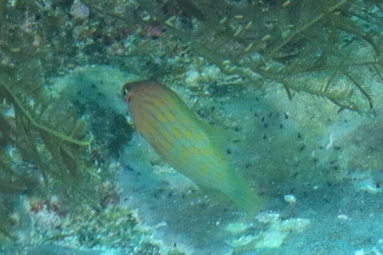Eight-Line Wrasse in a marine aquarium