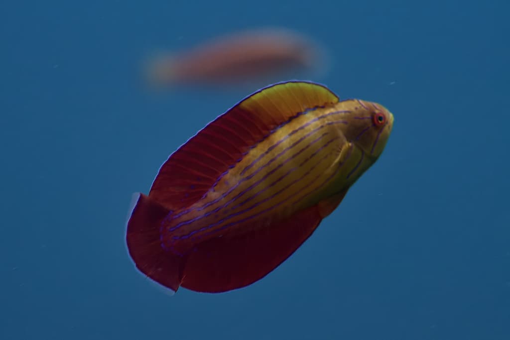 Eightline Wrasse in a marine aquarium