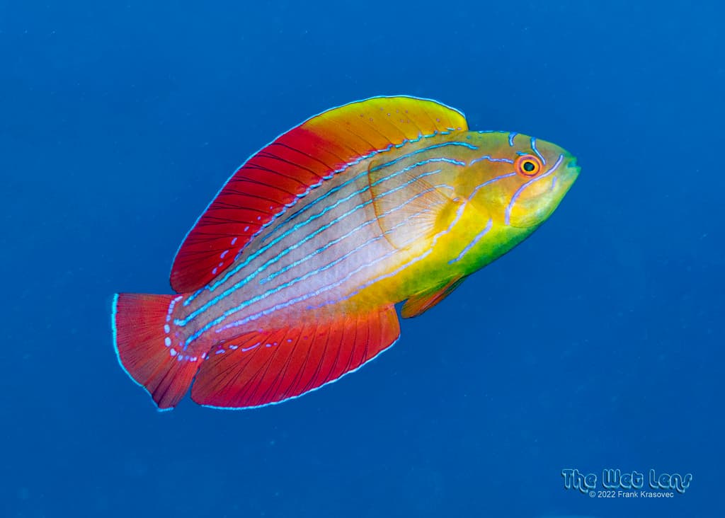 Eightline Wrasse in a marine aquarium
