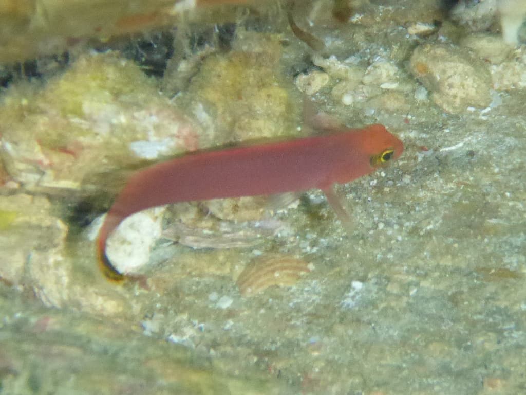 Elongate Dottyback in a marine aquarium