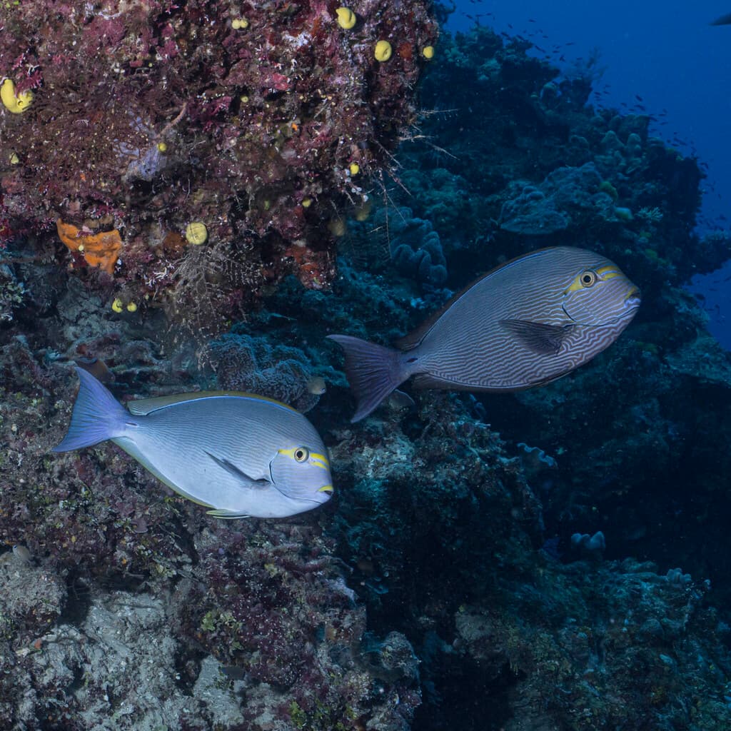 Elongate Surgeonfish in a marine aquarium