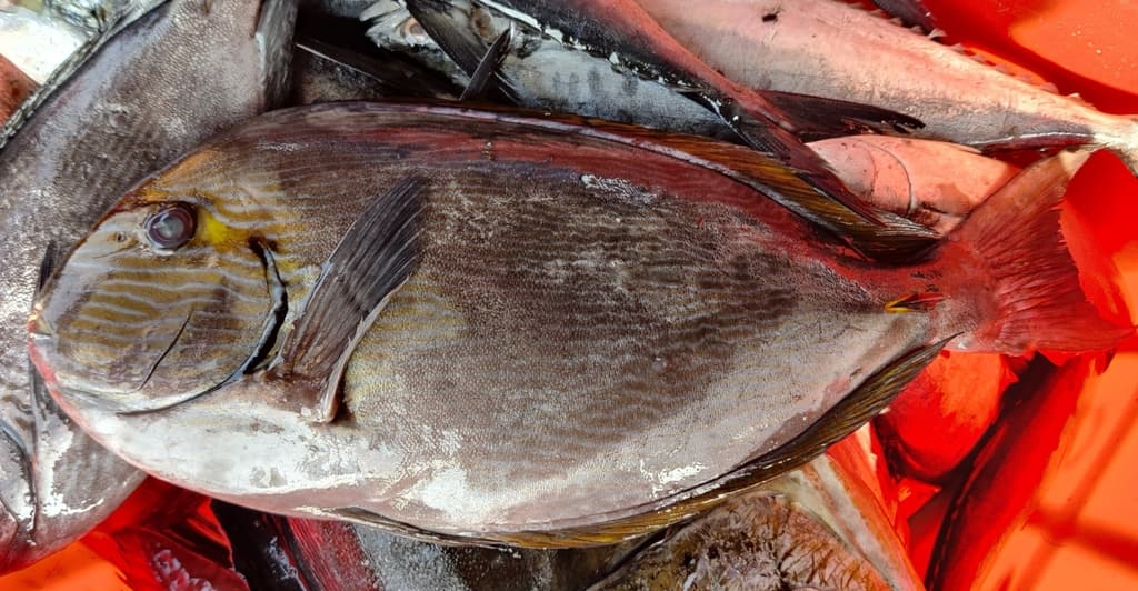 Elongate Surgeonfish in a marine aquarium
