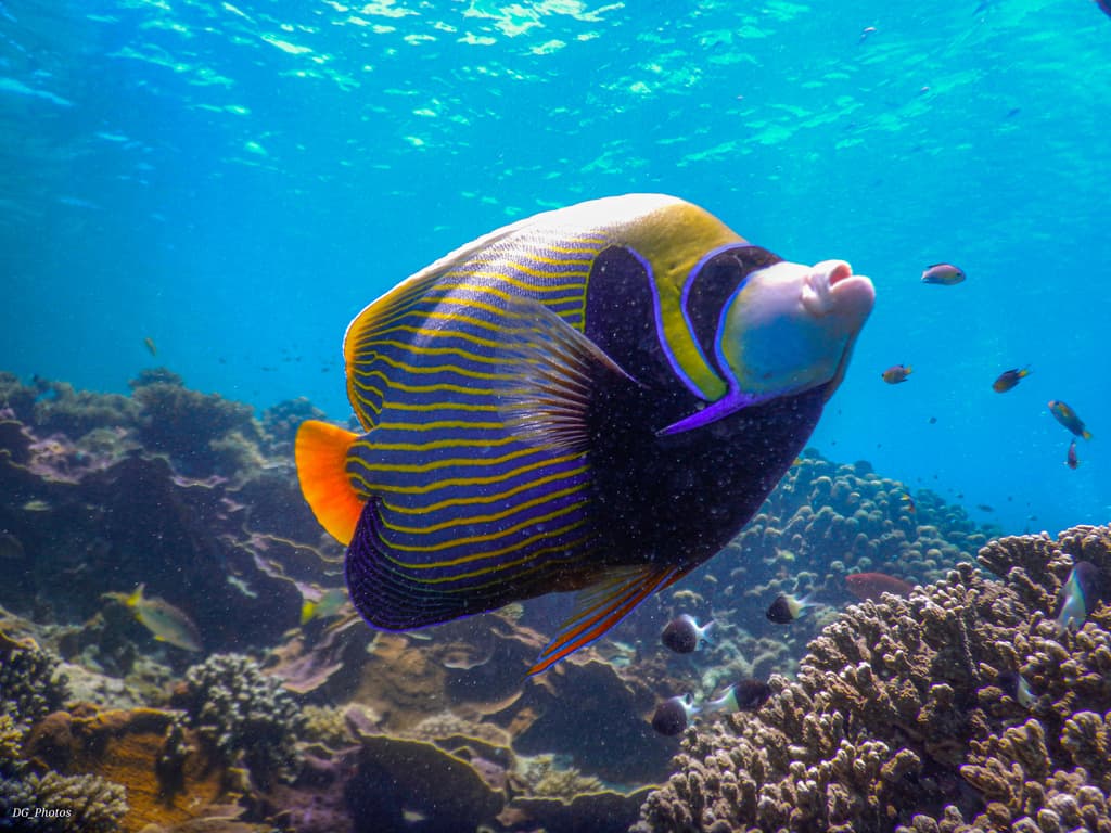 Juvenile Emperor Angelfish displaying concentric blue and white rings