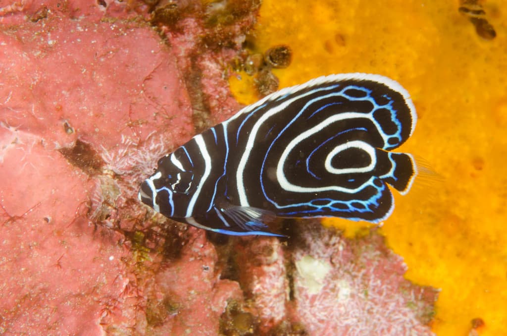 Emperor Angelfish swimming along a coral reef