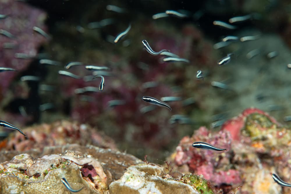 Engineer Goby in a marine aquarium