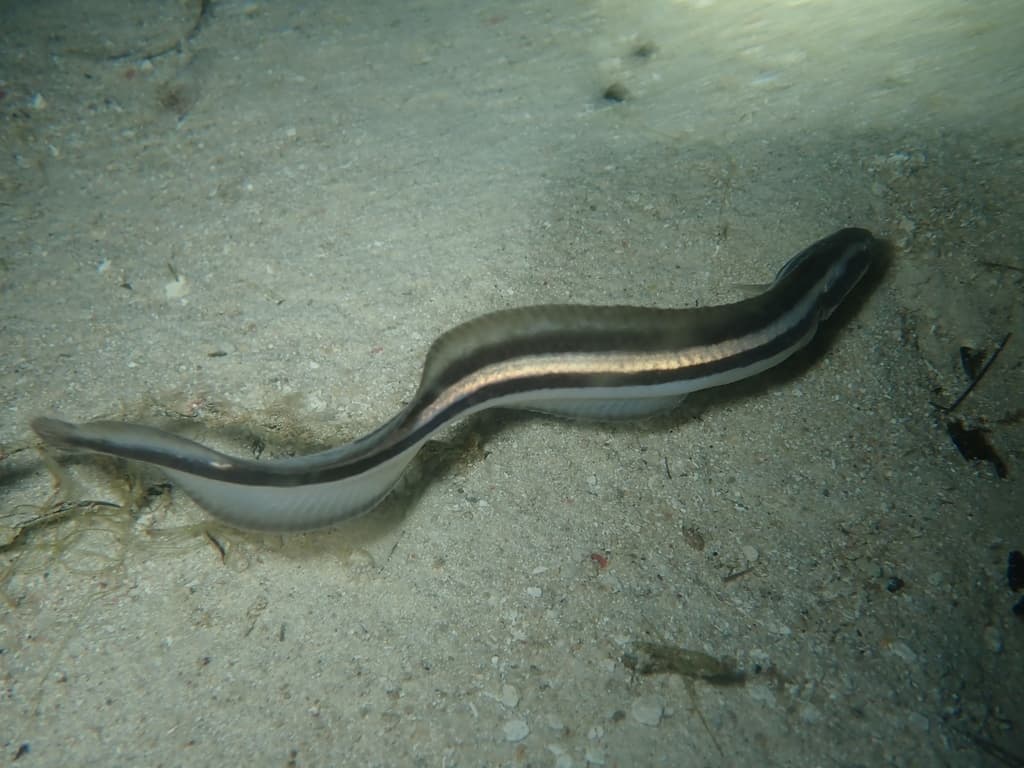 Engineer Goby in a marine aquarium