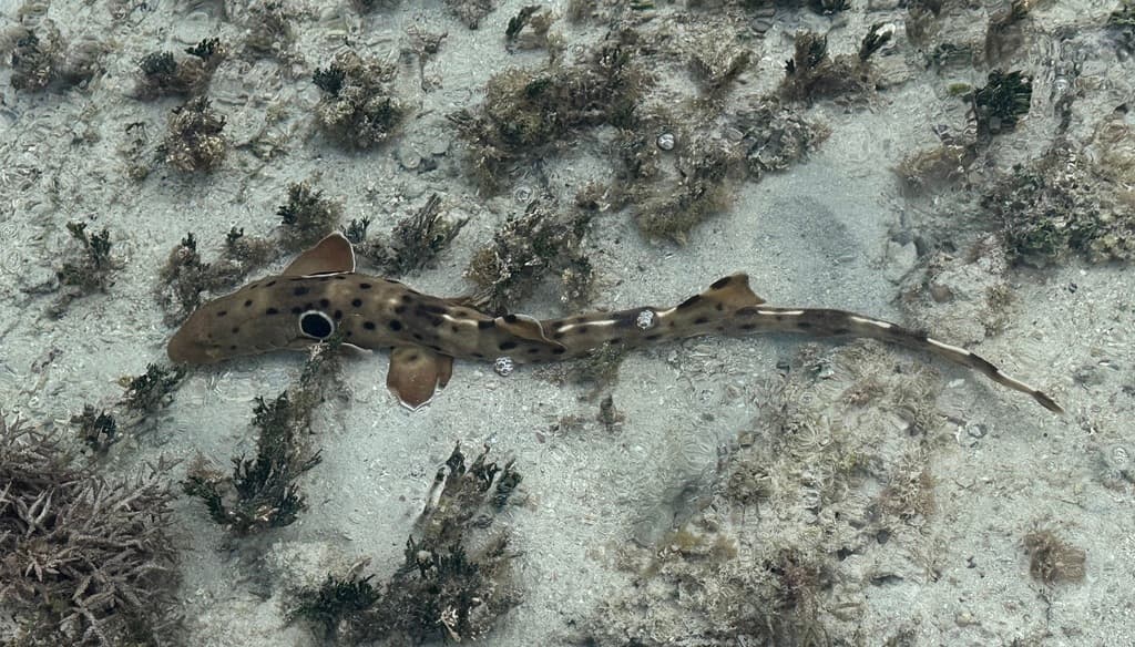 Epaulette Shark walking on pectoral fins across reef