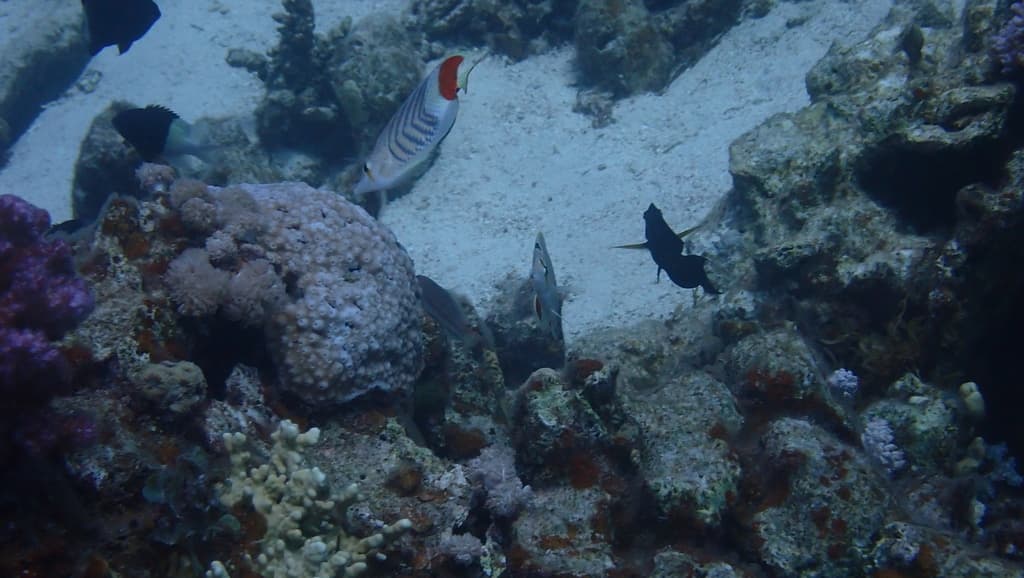 Eritrean Butterflyfish in a marine aquarium