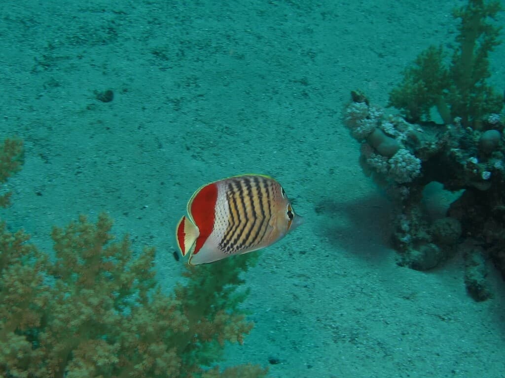 Eritrean Butterflyfish in a marine aquarium