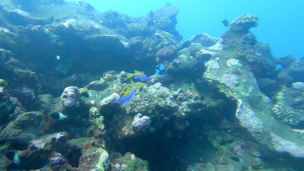 Evansi Anthias in a marine aquarium