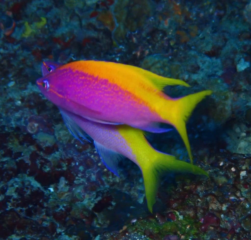 Evansi Anthias in a marine aquarium