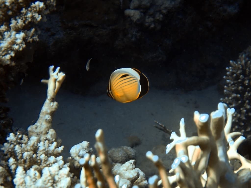 Exquisite Butterflyfish in a marine aquarium