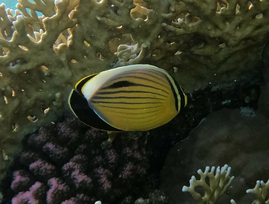 Exquisite Butterflyfish in a marine aquarium