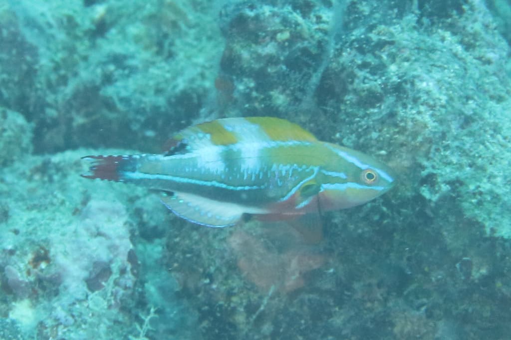 Exquisite Fairy Wrasse in a marine aquarium