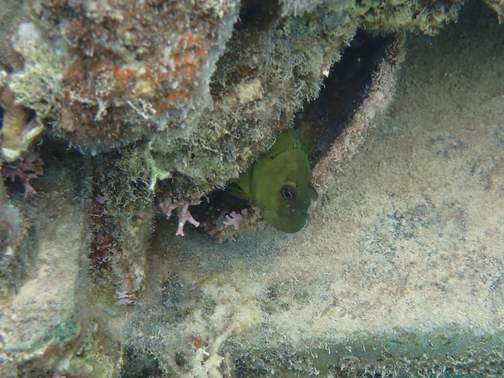 Eyelash Blenny in a marine aquarium