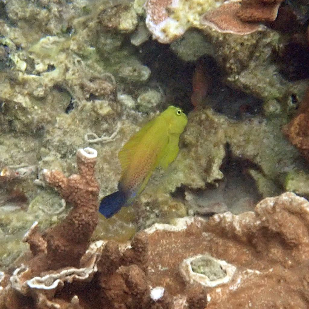 Eyelash Blenny in a marine aquarium