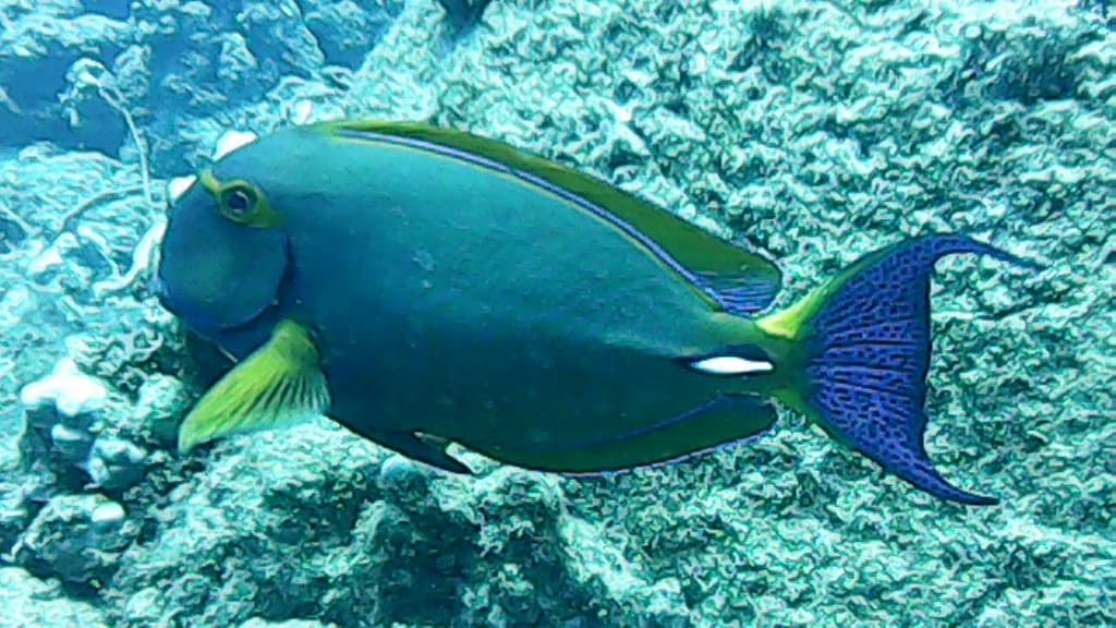 Eyestripe Surgeonfish in a marine aquarium