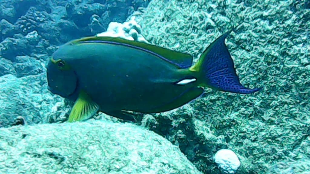 Eyestripe Surgeonfish in a marine aquarium