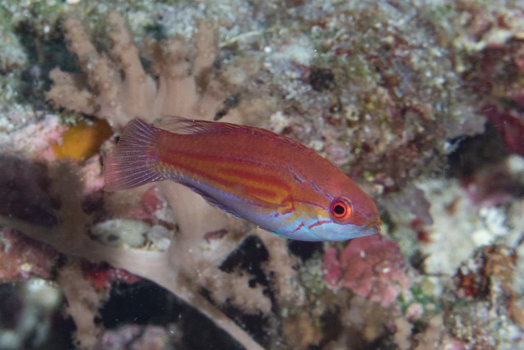 Fairy Wrasse (Filamented) in a marine aquarium