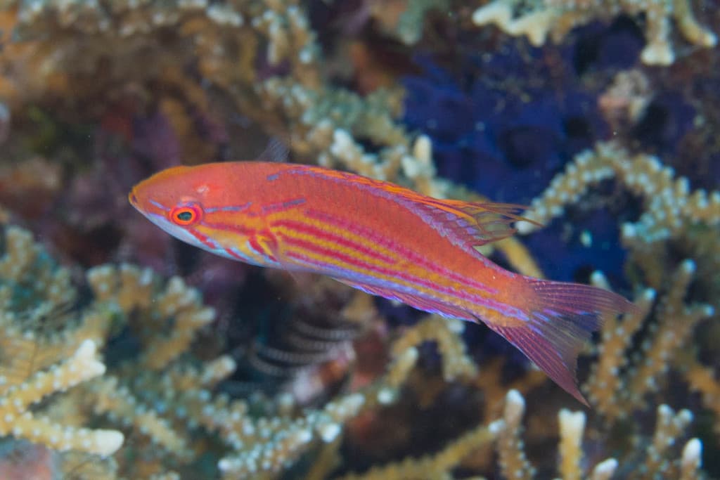 Fairy Wrasse (Filamented) in a marine aquarium