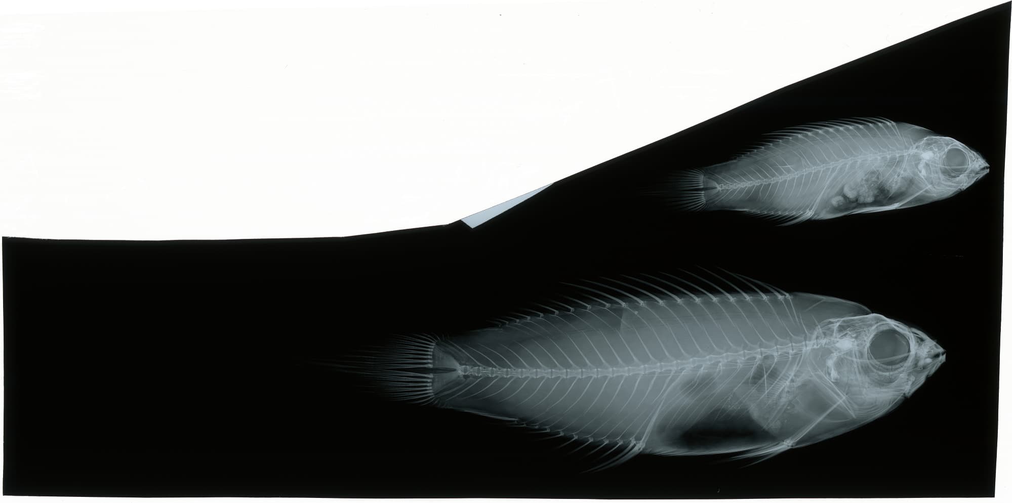 Fairy Wrasse (Flame) in a marine aquarium