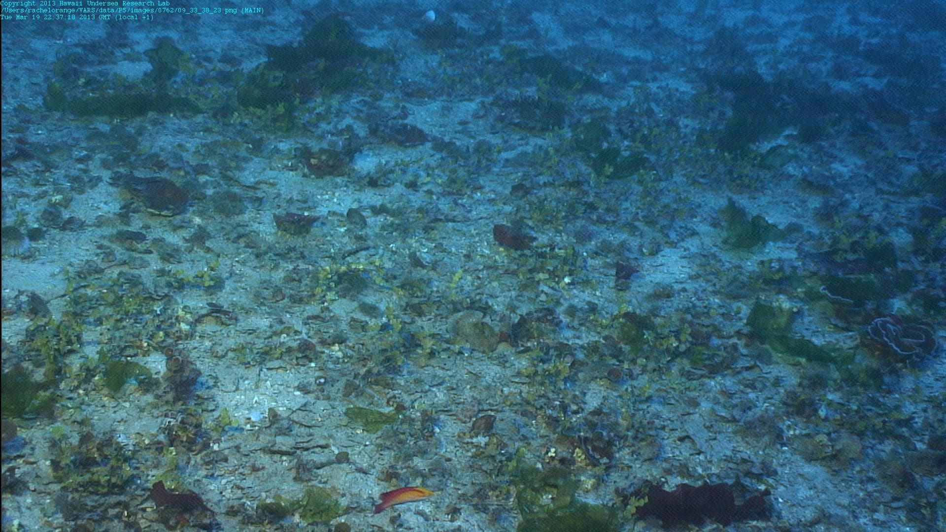 Fairy Wrasse (Flame) in a marine aquarium