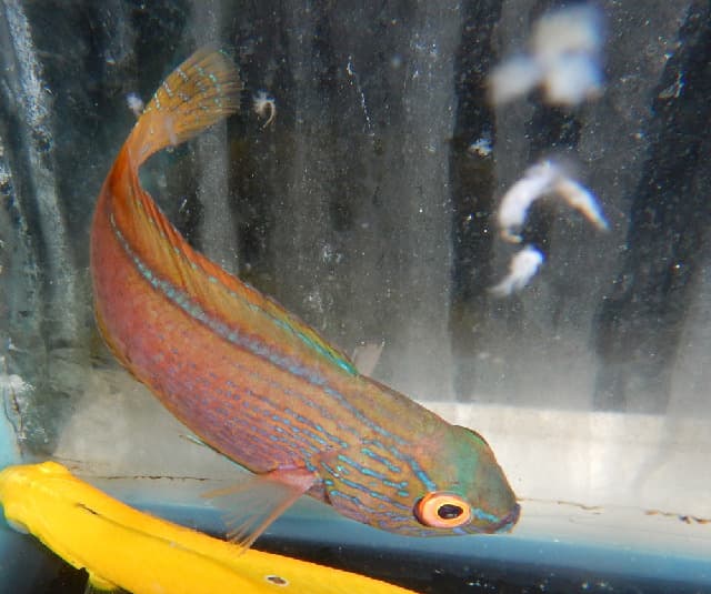 Fairy Wrasse (Lineatus) in a marine aquarium