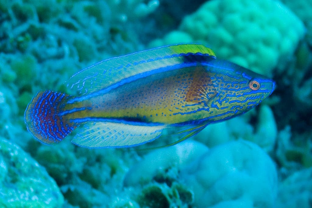 Fairy Wrasse (Lineatus) in a marine aquarium