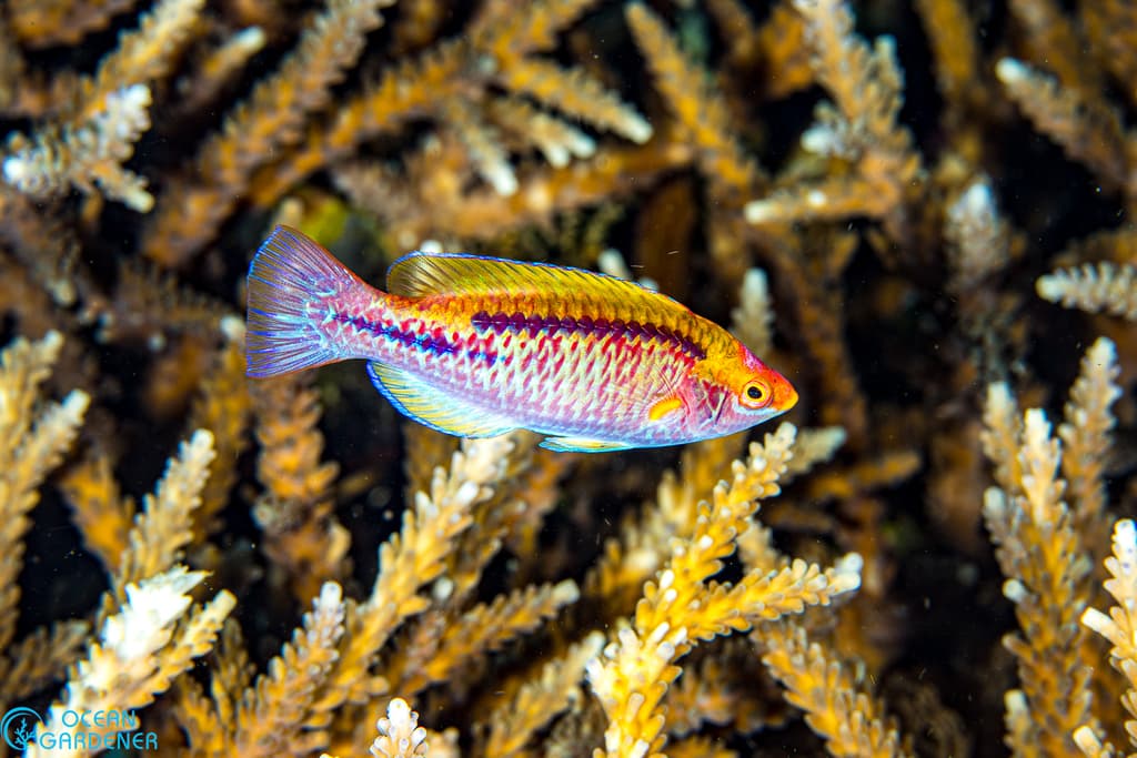 Fairy Wrasse (Lubbock's) in a marine aquarium