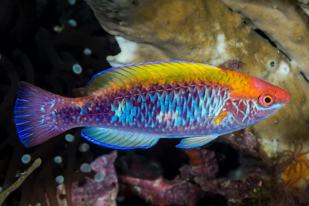 Fairy Wrasse (Lubbock's) in a marine aquarium
