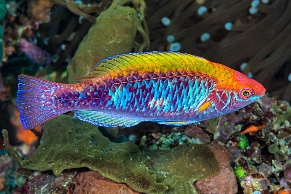 Lubbock's Fairy Wrasse in a marine aquarium