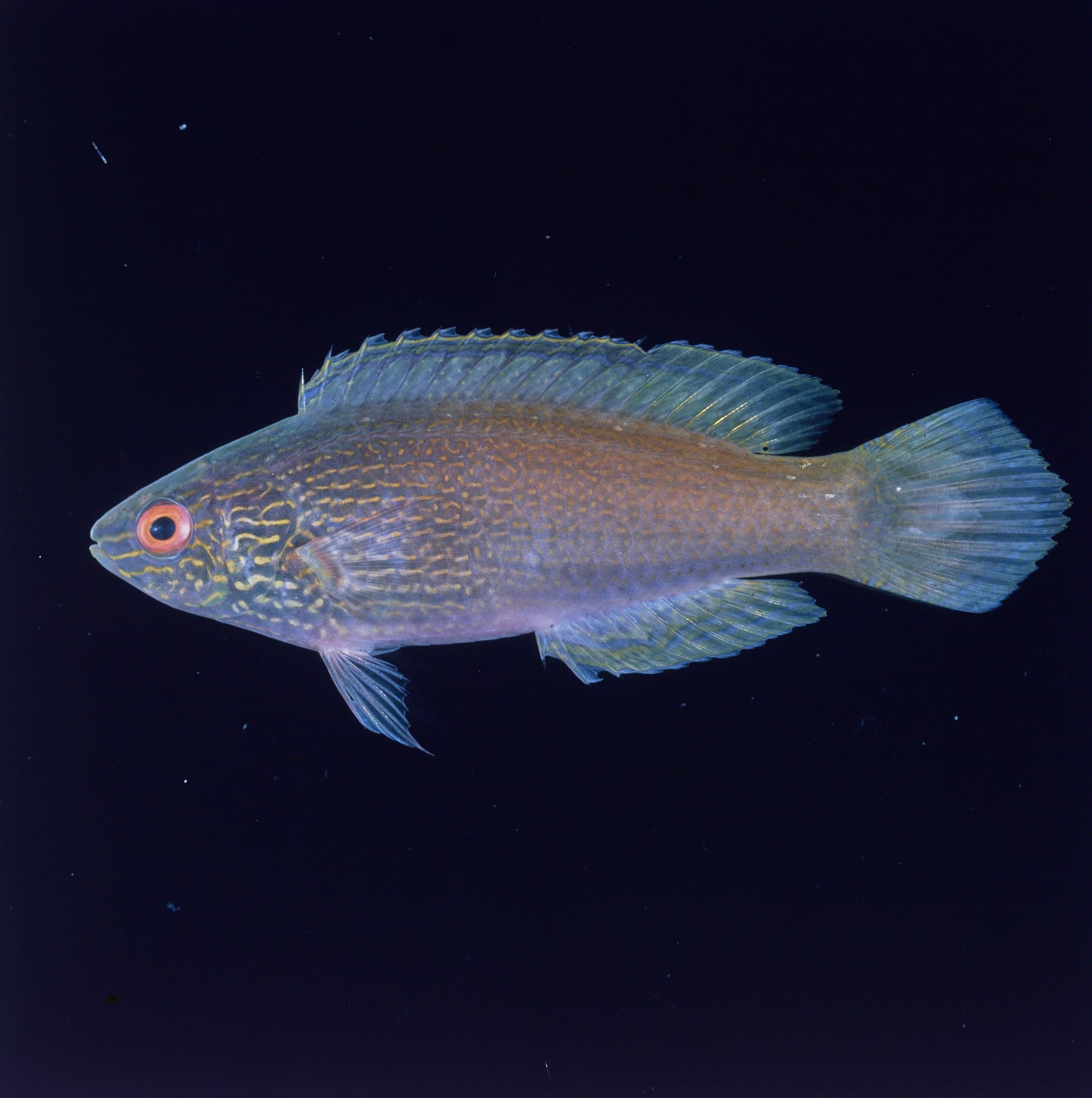 Fairy Wrasse (Rhomboid) in a marine aquarium