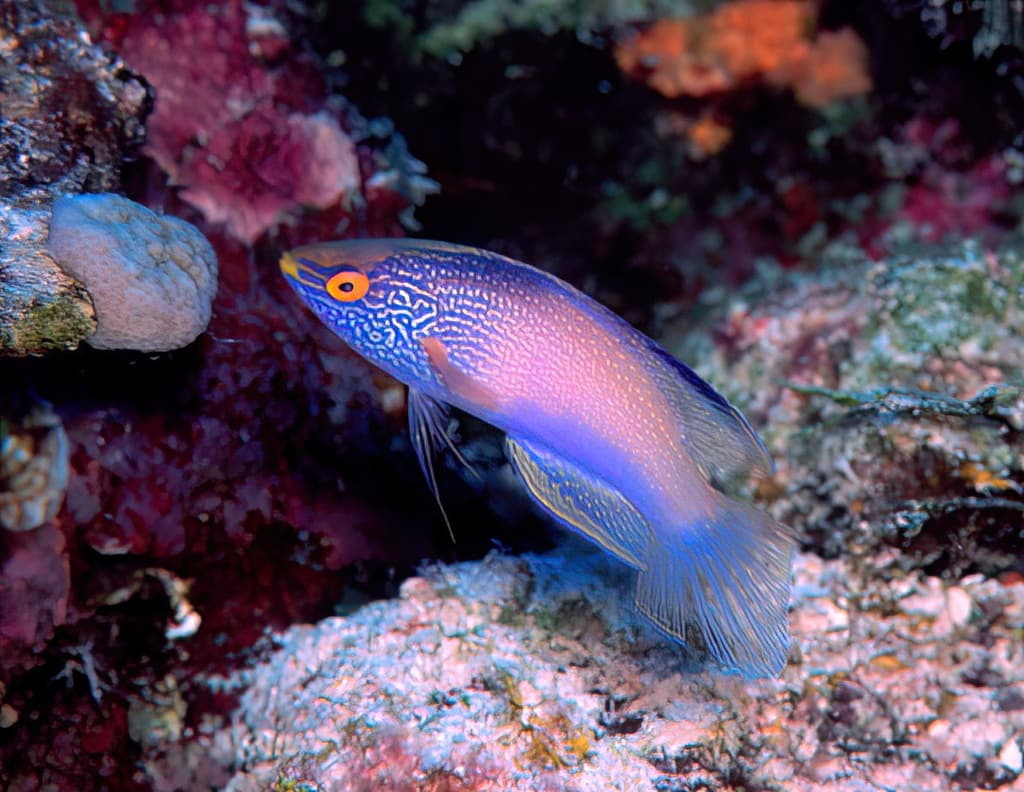 Fairy Wrasse (Rhomboid) in a marine aquarium